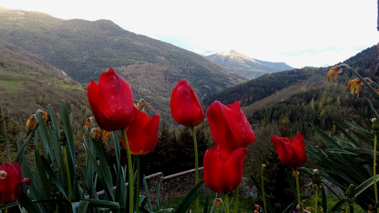 CLOSE-UP OF RED FLOWERING PLANT AGAINST MOUNTAINS