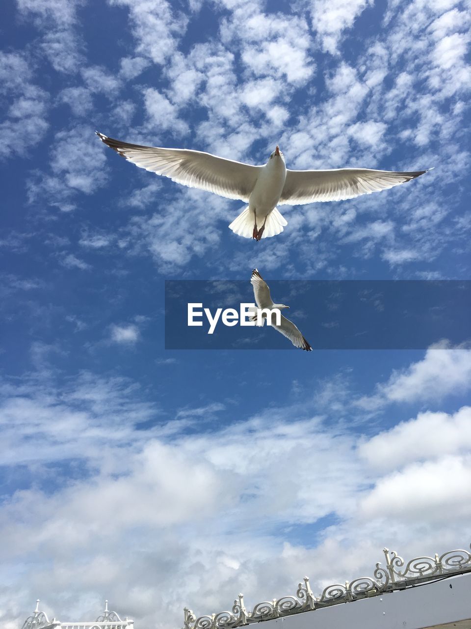 Seagulls flying in sky