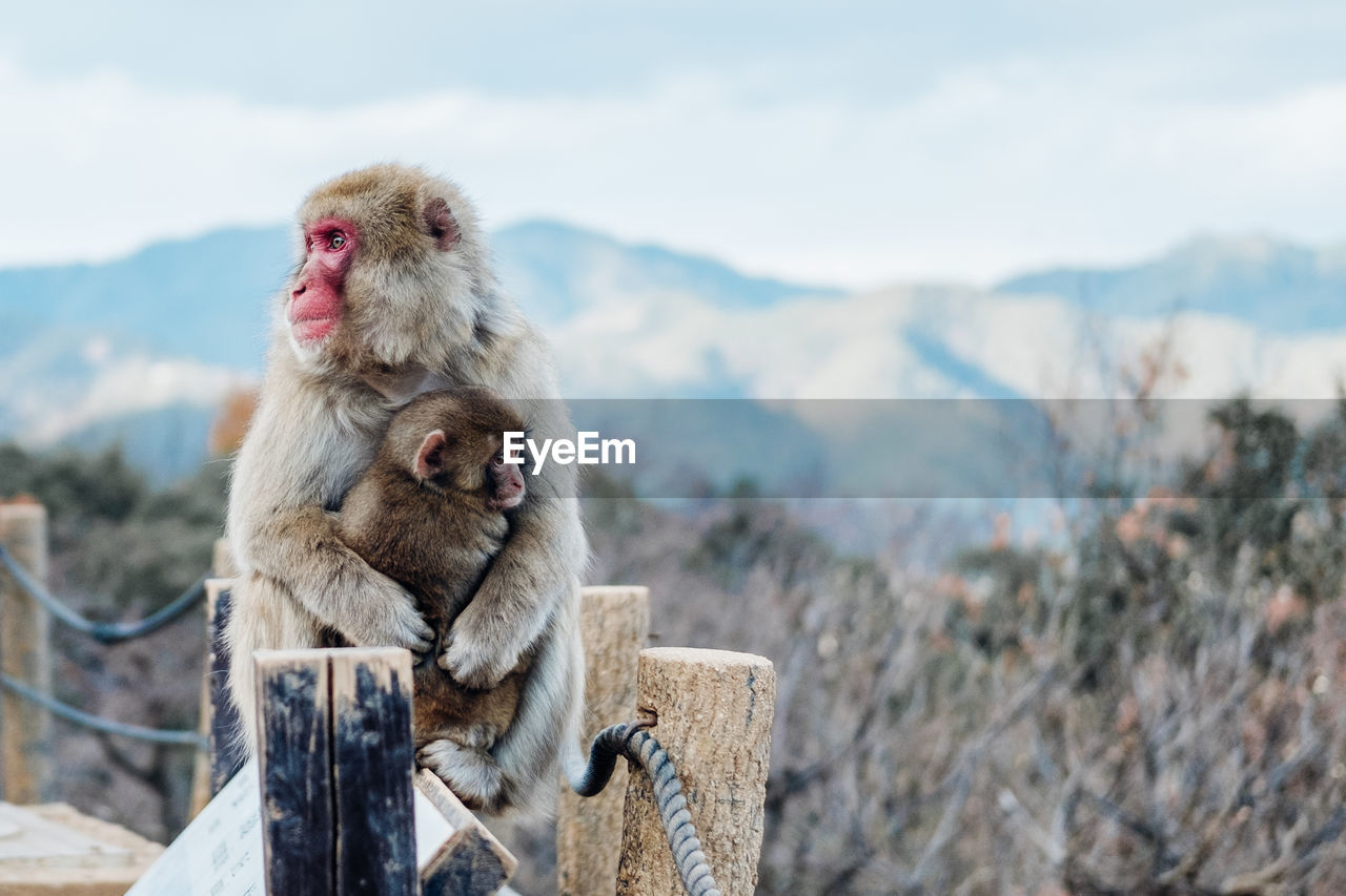 Monkeys sitting on wood