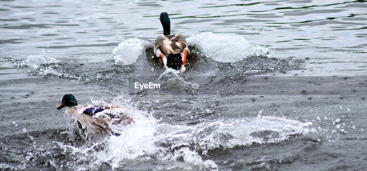 HIGH ANGLE VIEW OF DUCK SWIMMING ON WATER