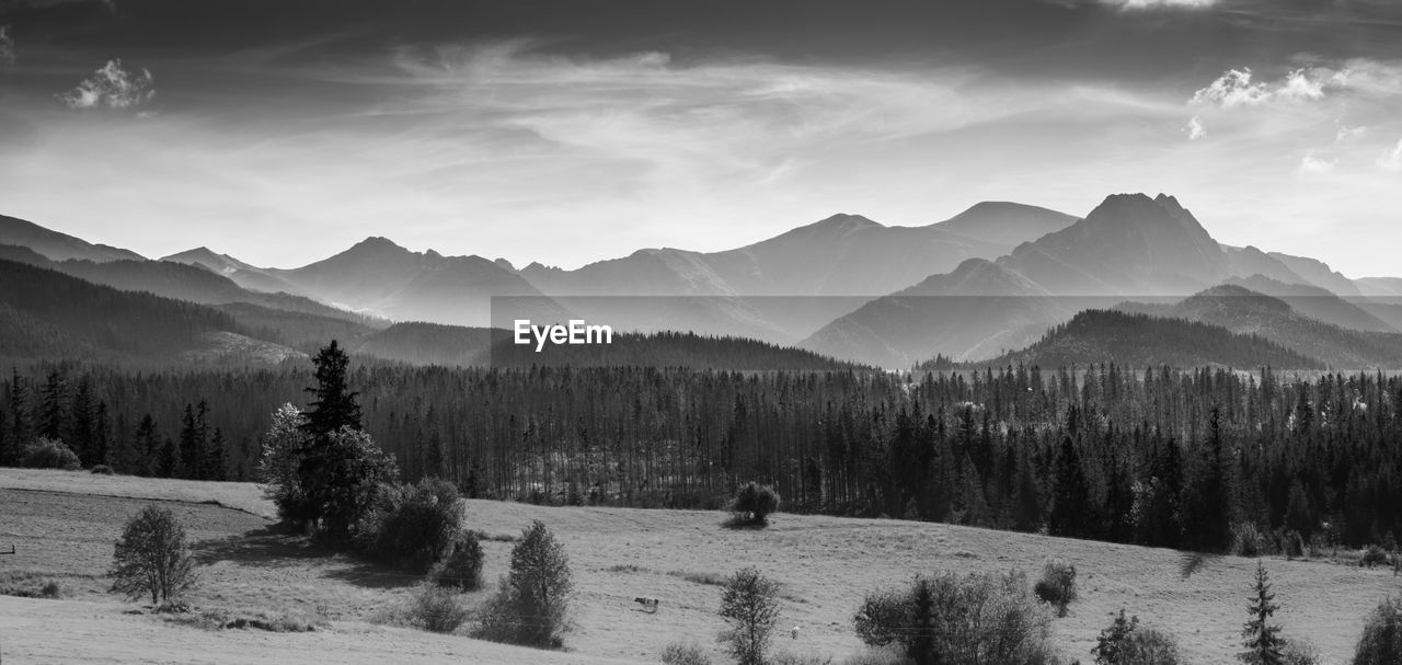 SCENIC VIEW OF TREES ON FIELD AGAINST SKY