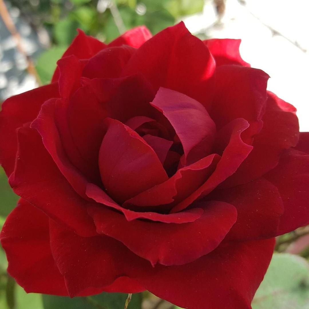 CLOSE-UP OF ROSE BLOOMING OUTDOORS