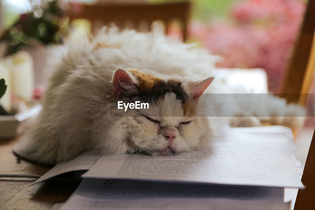 Close-up of a cat resting on a book