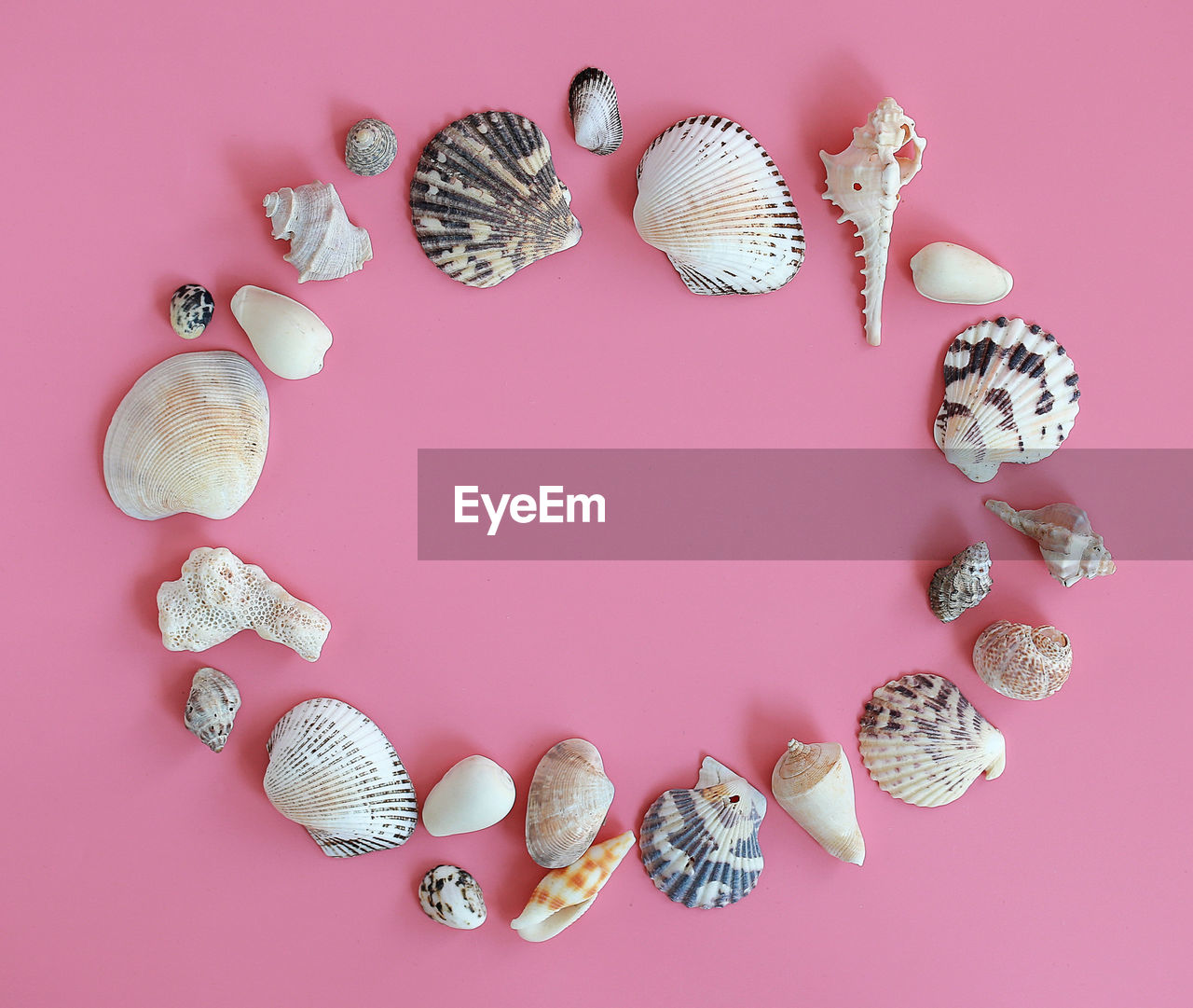 High angle view of shells on pink table