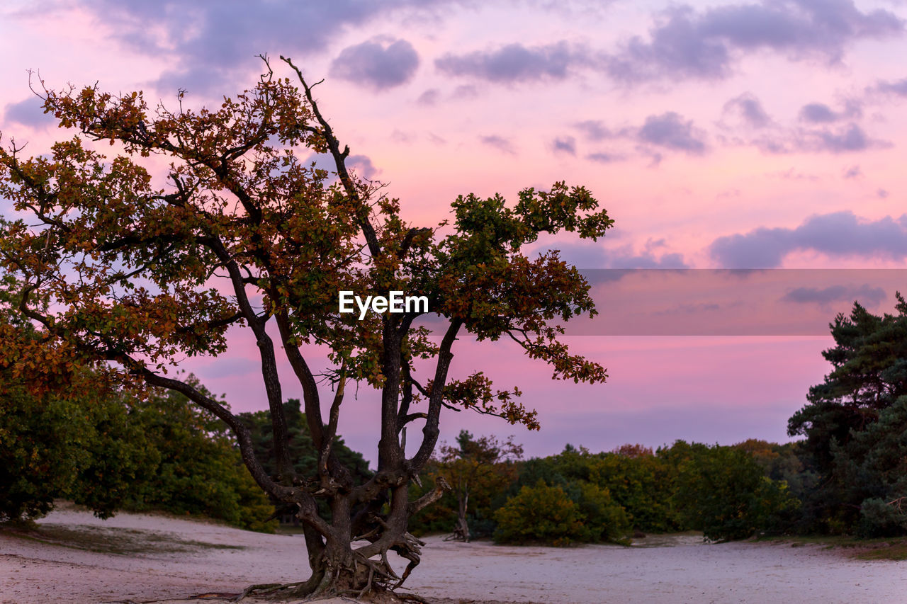 TREE ON LANDSCAPE AGAINST SKY