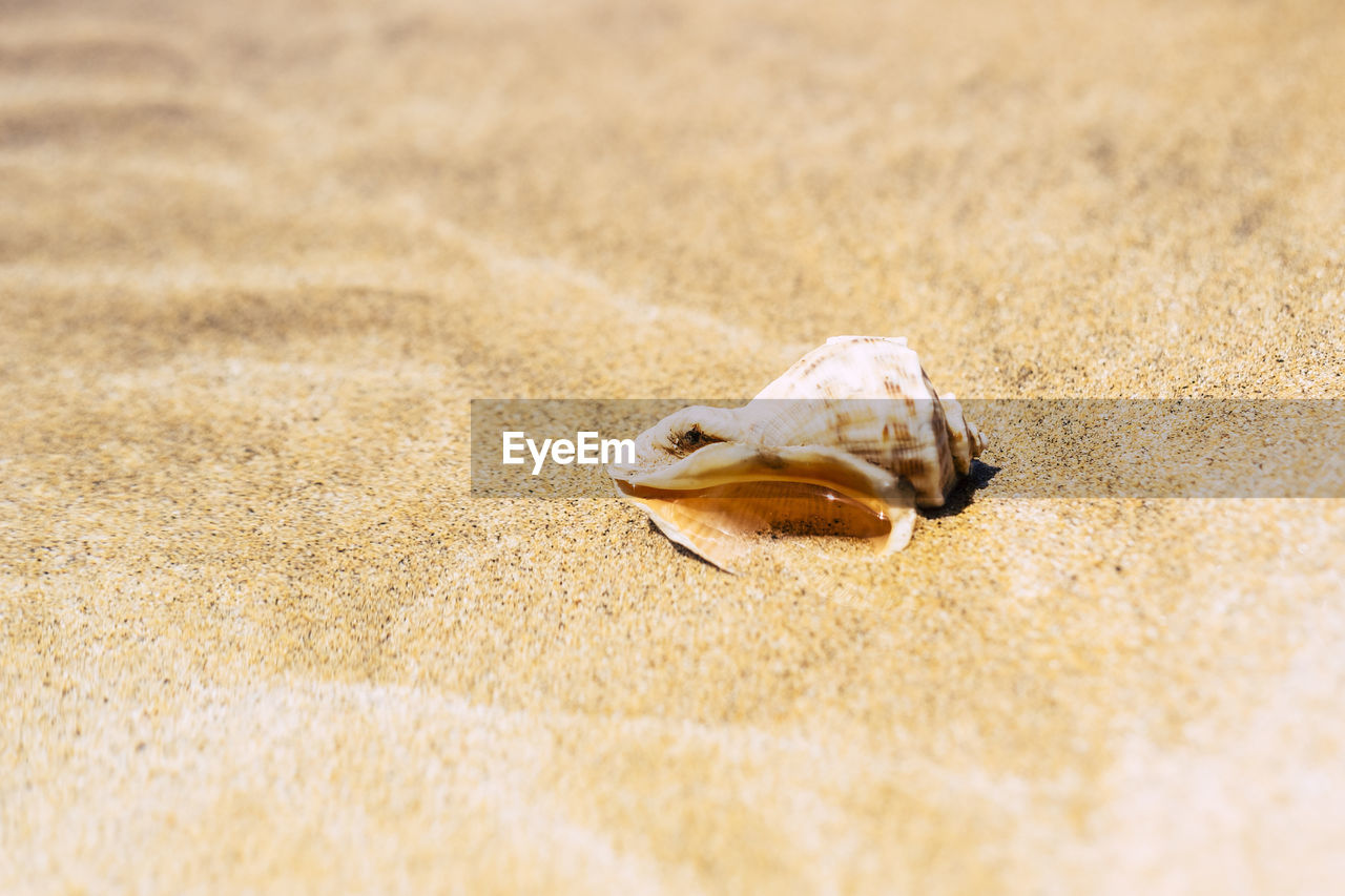 Close-up of shell on beach