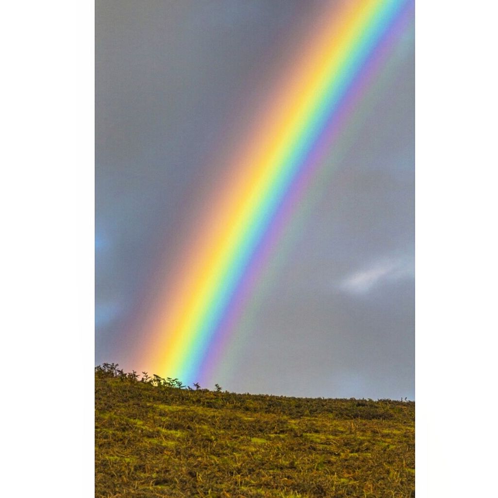 RAINBOW OVER TREE AGAINST SKY