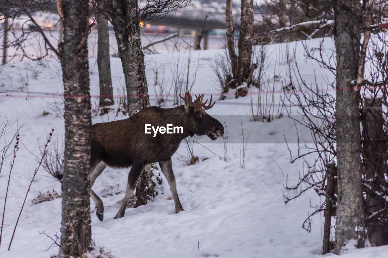 DEER IN SNOW