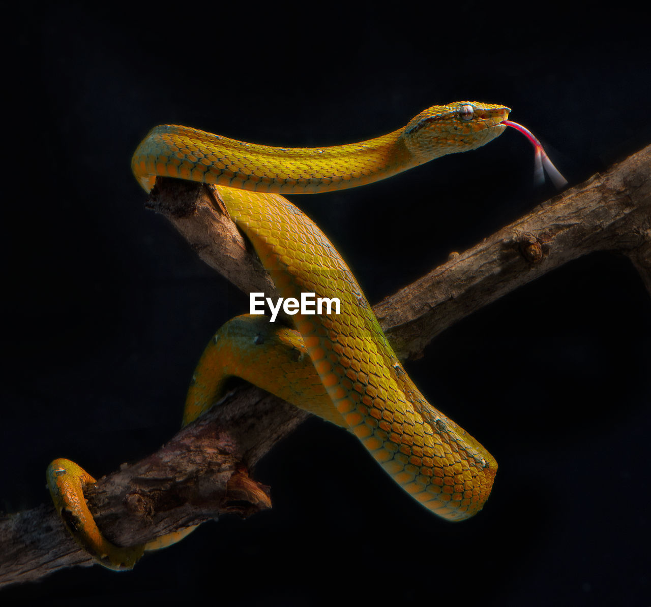 Close-up of yellow viper