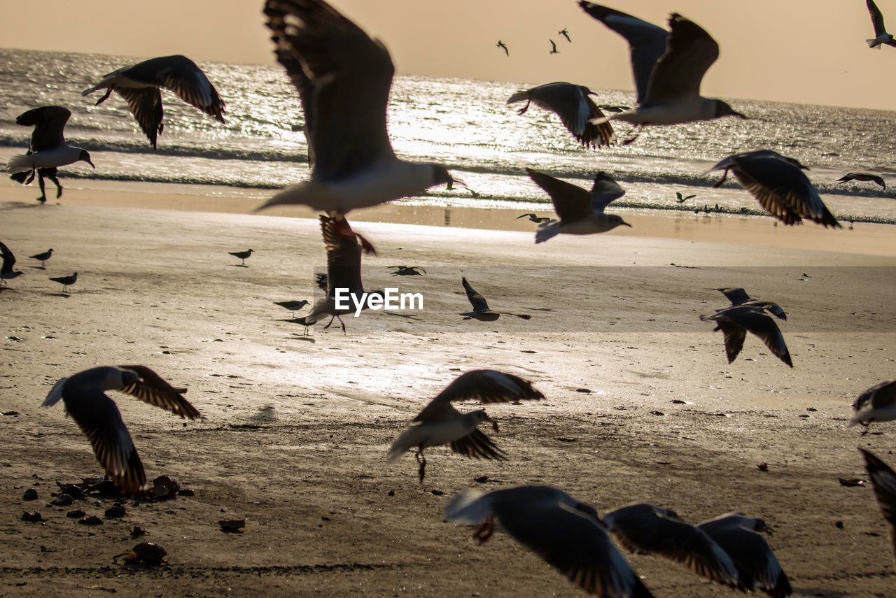 Close-up of birds flying at beach during sunset