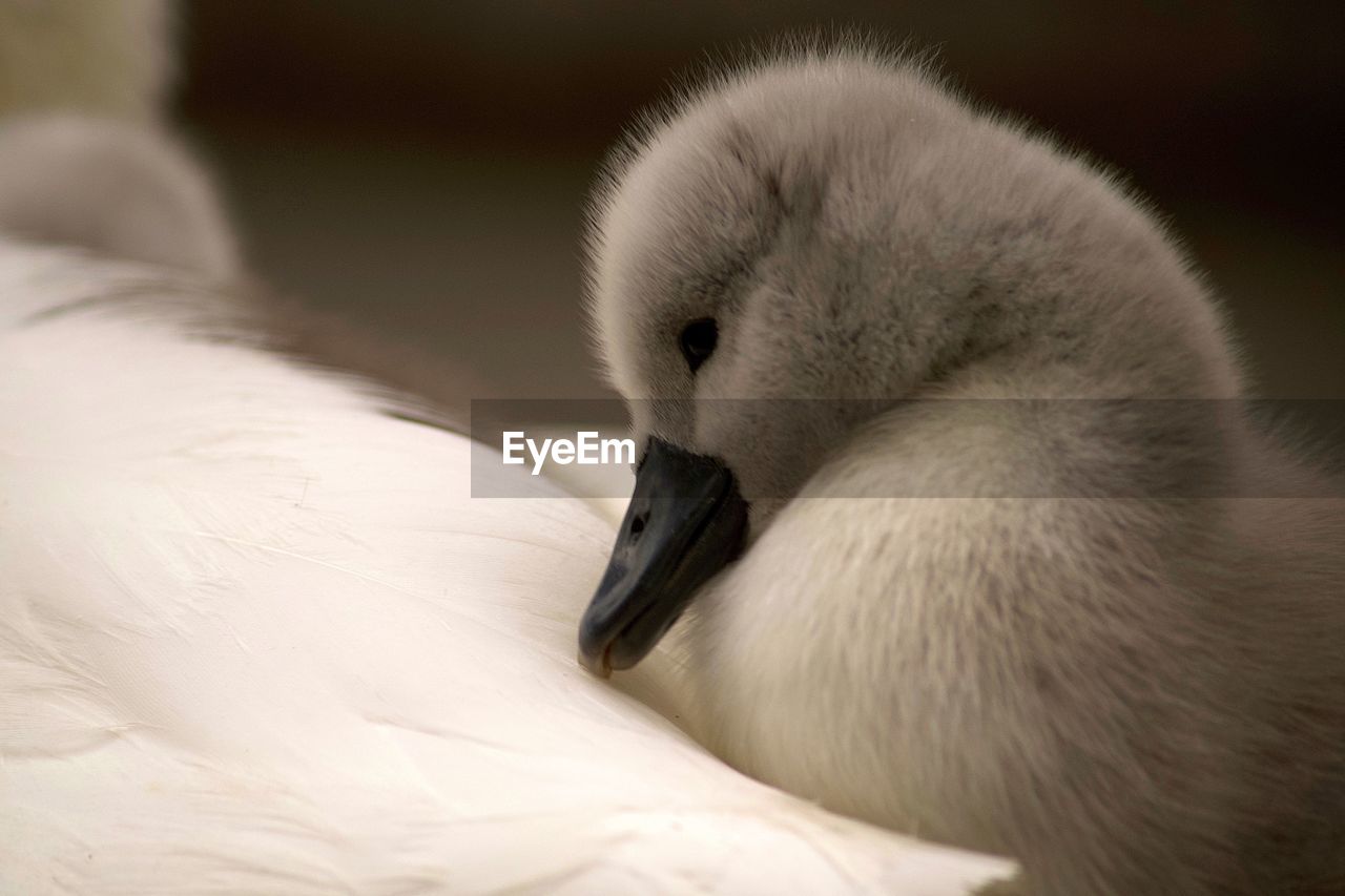 CLOSE-UP OF A YOUNG WHITE BIRD