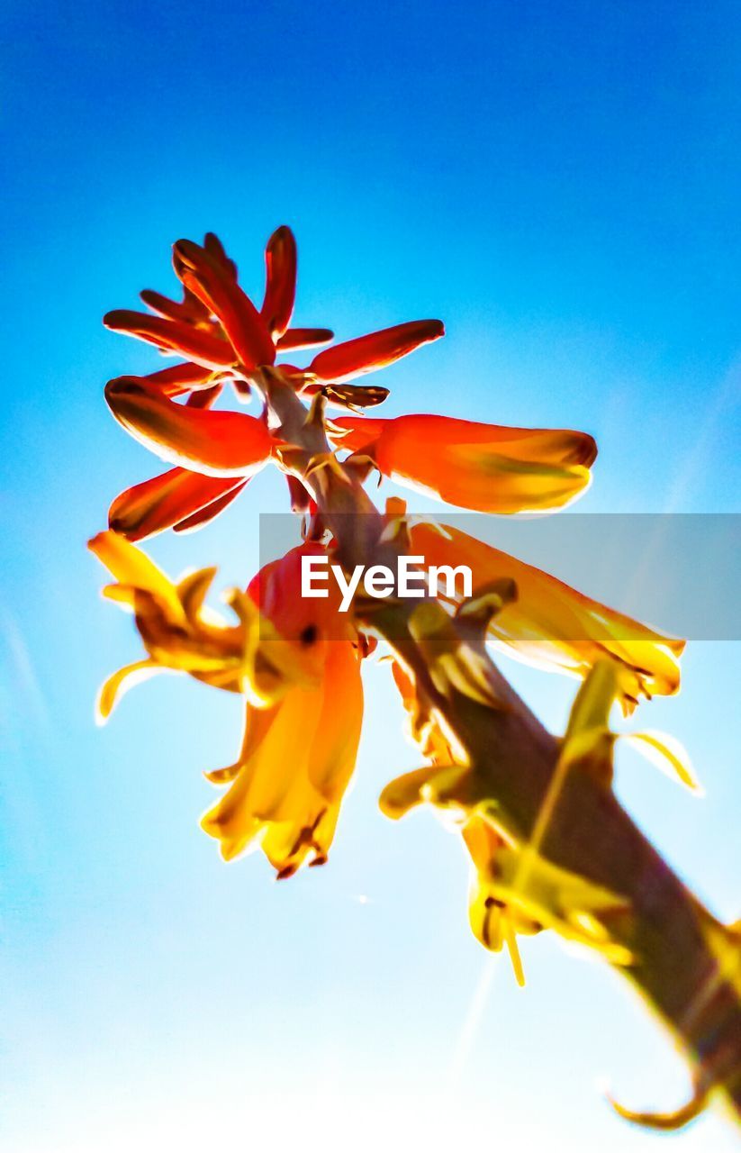 LOW ANGLE VIEW OF FLOWERING PLANT AGAINST BLUE SKY