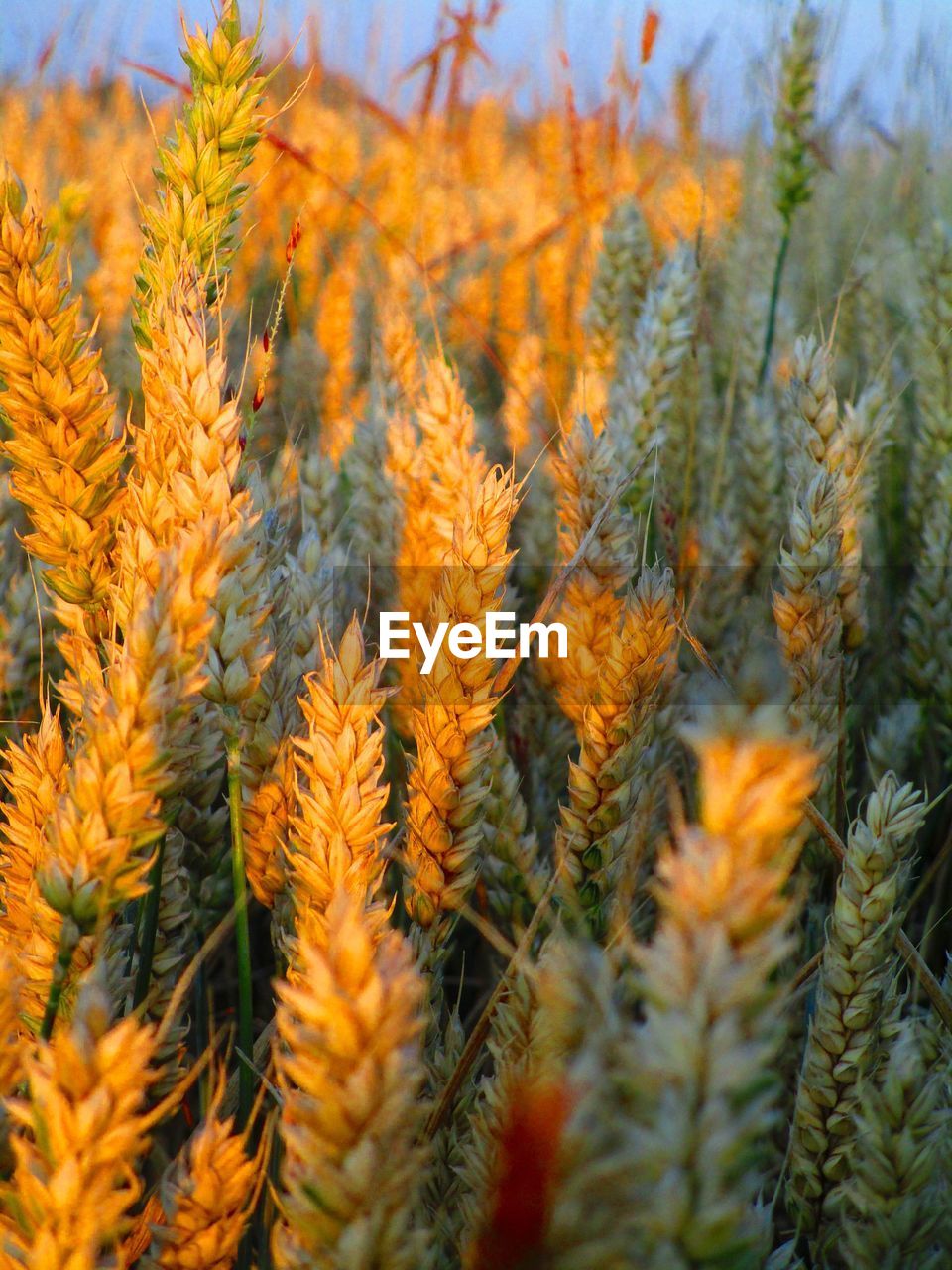 CLOSE-UP OF PINE TREES ON FIELD