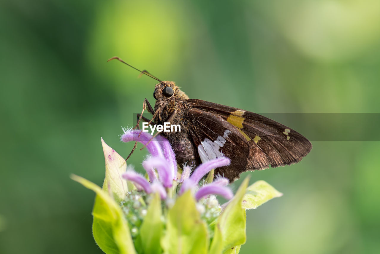 Close-up of a silver-spotted skipper butterfly moth on flower