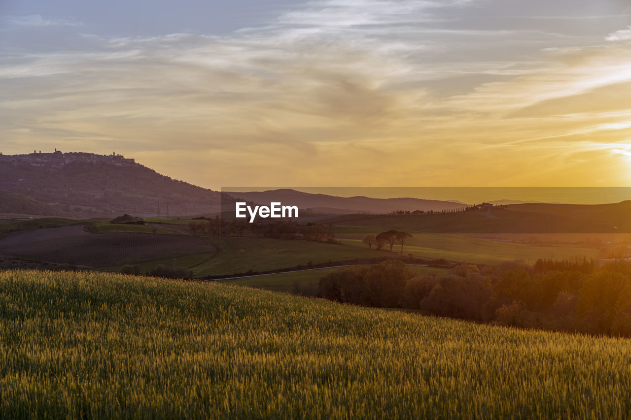 Italy, province of siena, meadow in val dorcia at dusk
