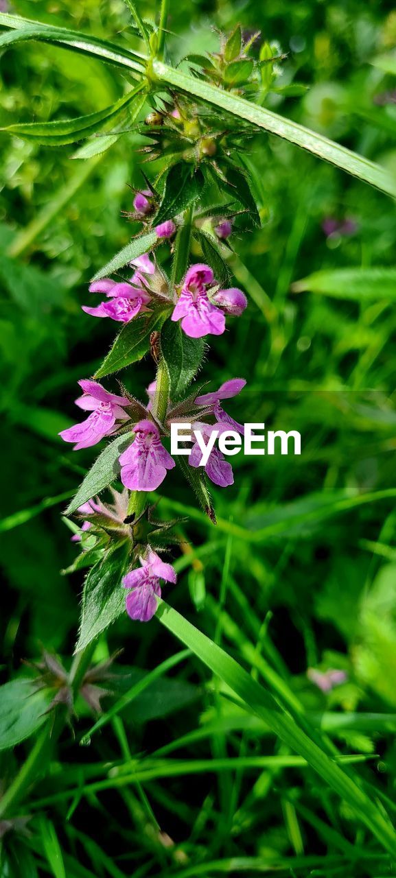 plant, flower, beauty in nature, flowering plant, nature, freshness, growth, green, close-up, wildflower, fragility, plant part, purple, leaf, herb, pink, no people, outdoors, day, meadow, focus on foreground, petal, grass, botany, flower head, inflorescence, animal wildlife
