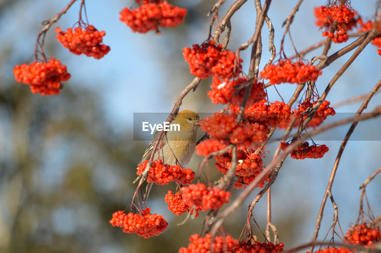red, fruit, rowan, autumn, plant, flower, food, food and drink, healthy eating, tree, leaf, nature, branch, macro photography, berry, blossom, no people, spring, beauty in nature, produce, freshness, focus on foreground, day, shrub, growth, outdoors, close-up, rowanberry, plant part, wellbeing