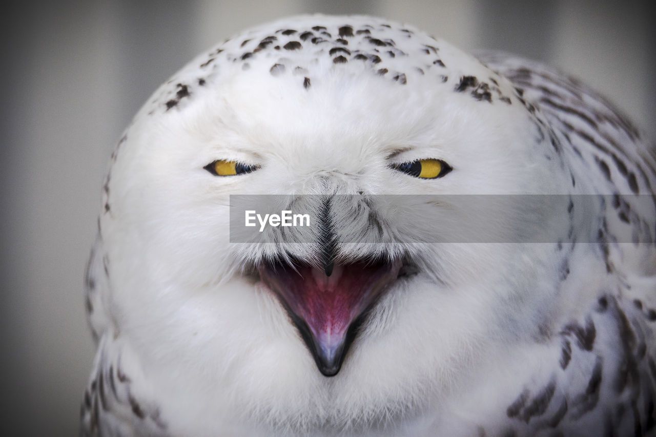 CLOSE-UP PORTRAIT OF EAGLE