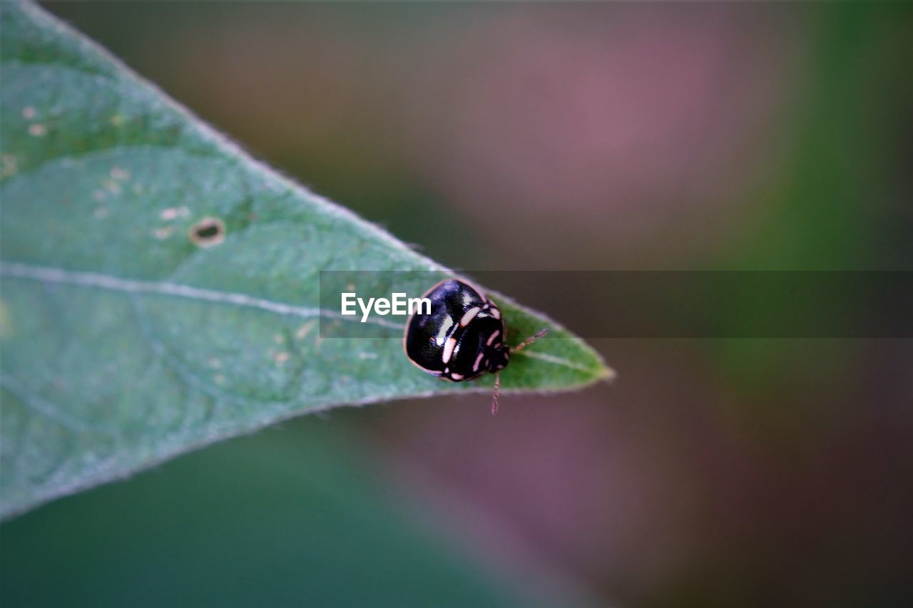 Close-up of black stink bug insect invading in host plants