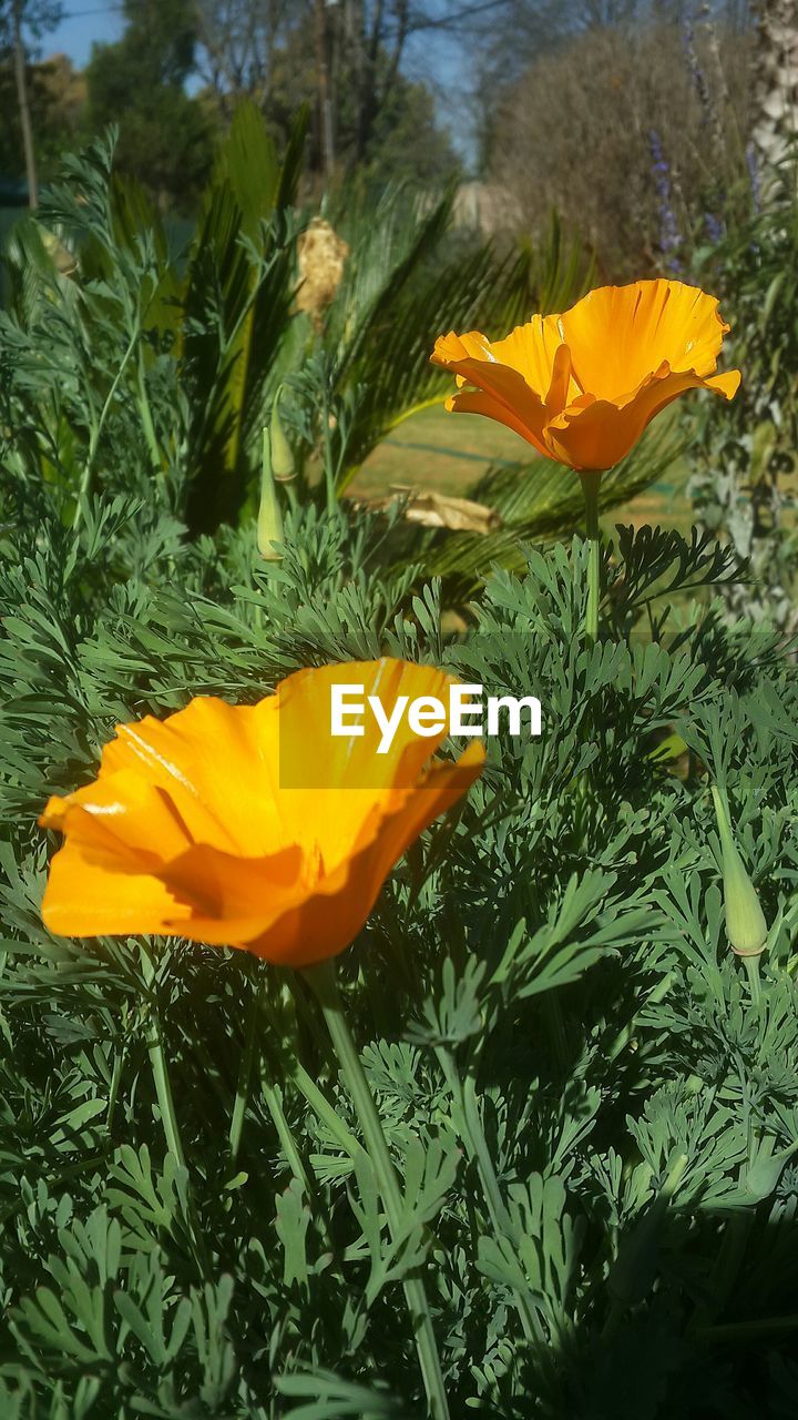 CLOSE-UP OF YELLOW FLOWERS BLOOMING