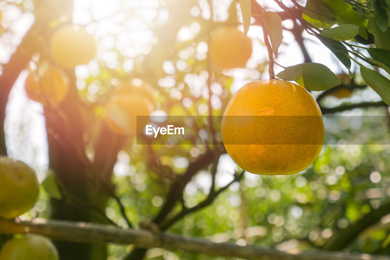 Close-up of orange fruits on tree