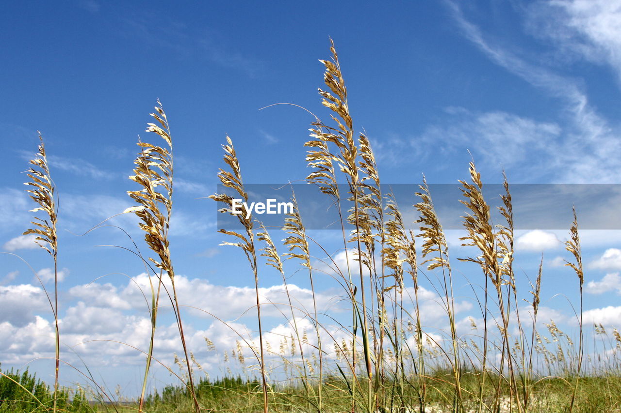 Plants growing on field against sky