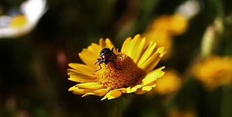 CLOSE-UP OF HONEY BEE POLLINATING ON FLOWER