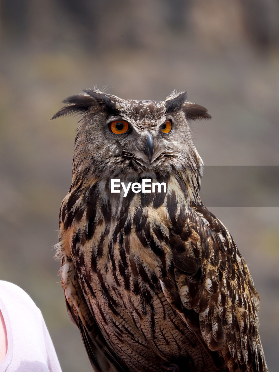 Close-up of owl