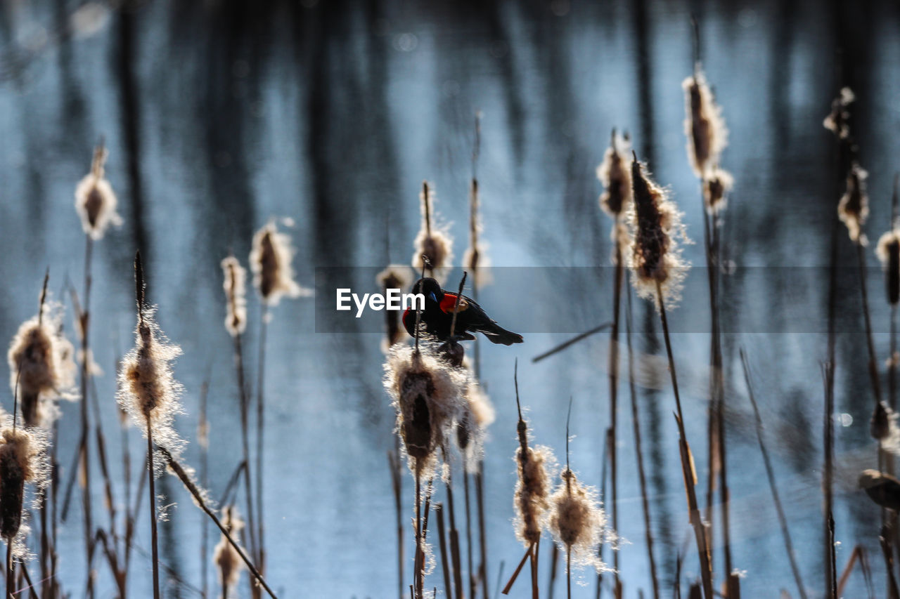 winter, plant, nature, day, no people, growth, beauty in nature, focus on foreground, dry, cattail, outdoors, flower, land, plant stem, tranquility, dried plant, sunlight, reflection