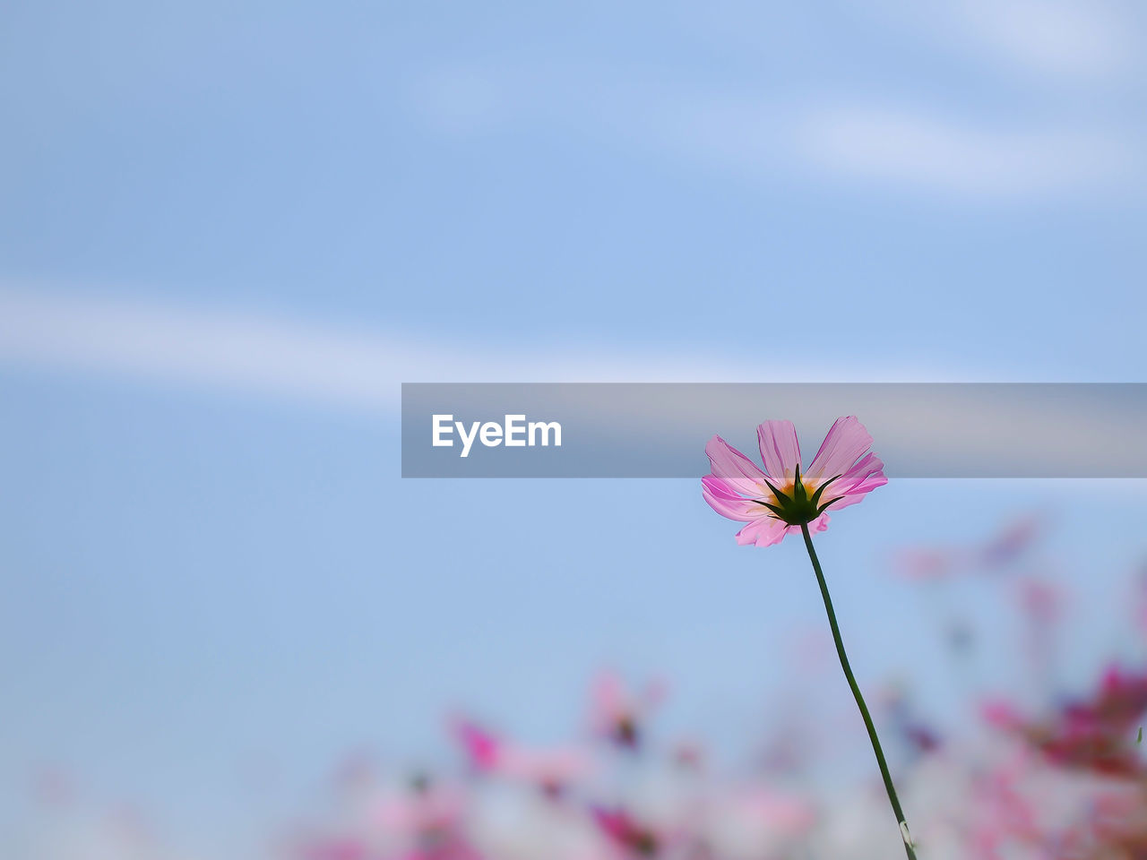 Close-up of pink flower