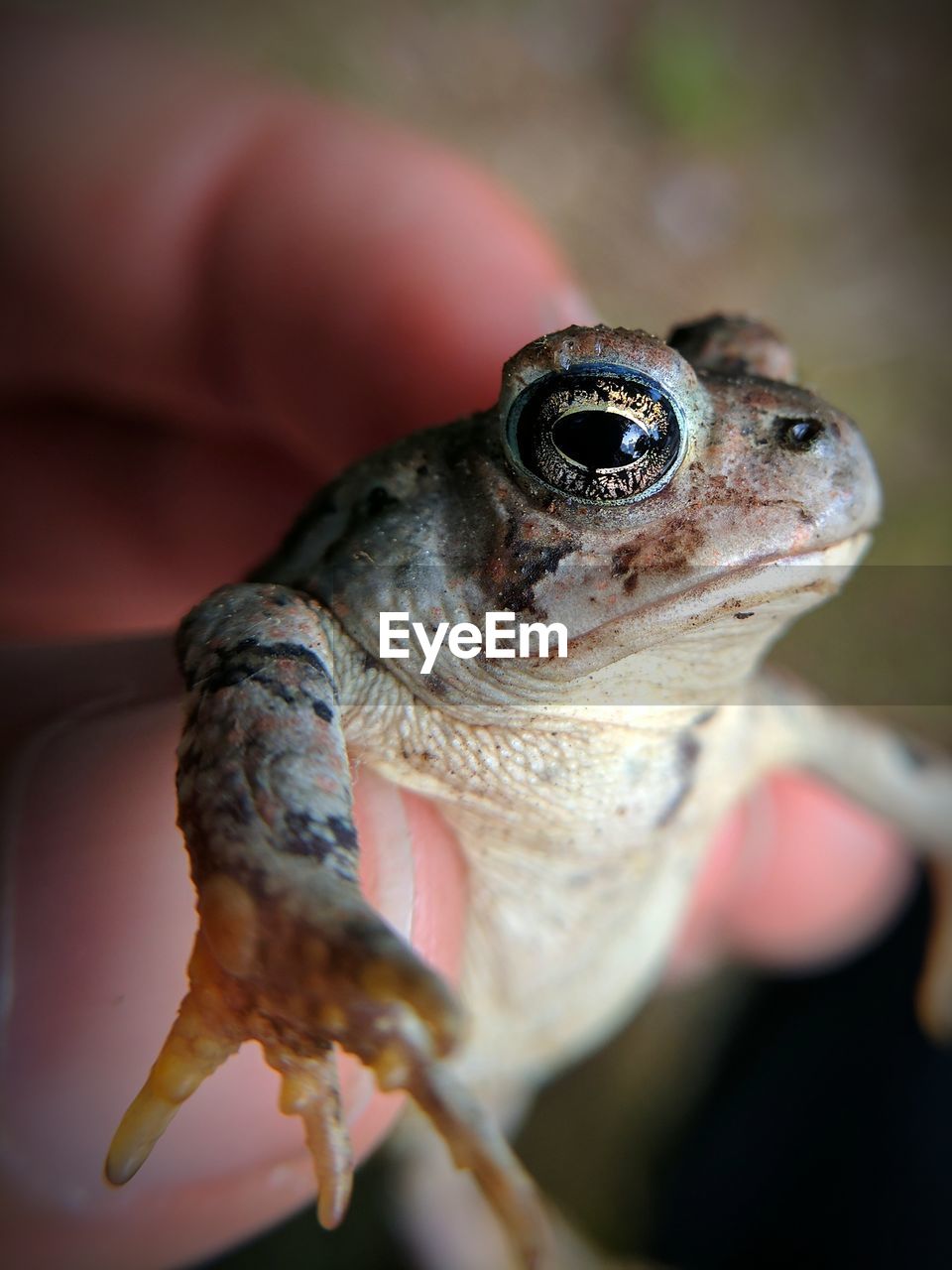 CLOSE-UP OF A HAND FEEDING