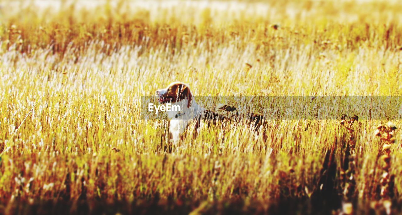 Dog on grassy field