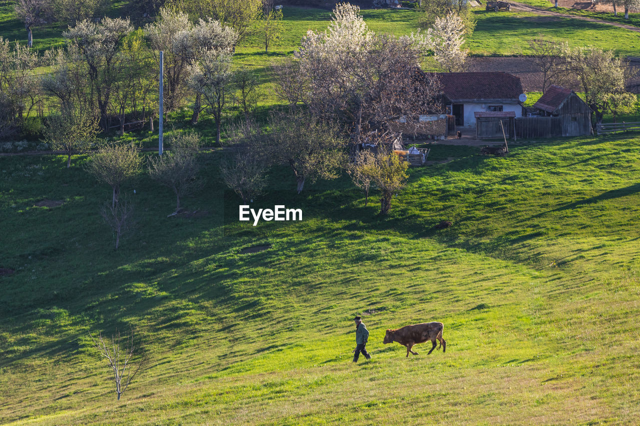 VIEW OF A HORSE ON FIELD