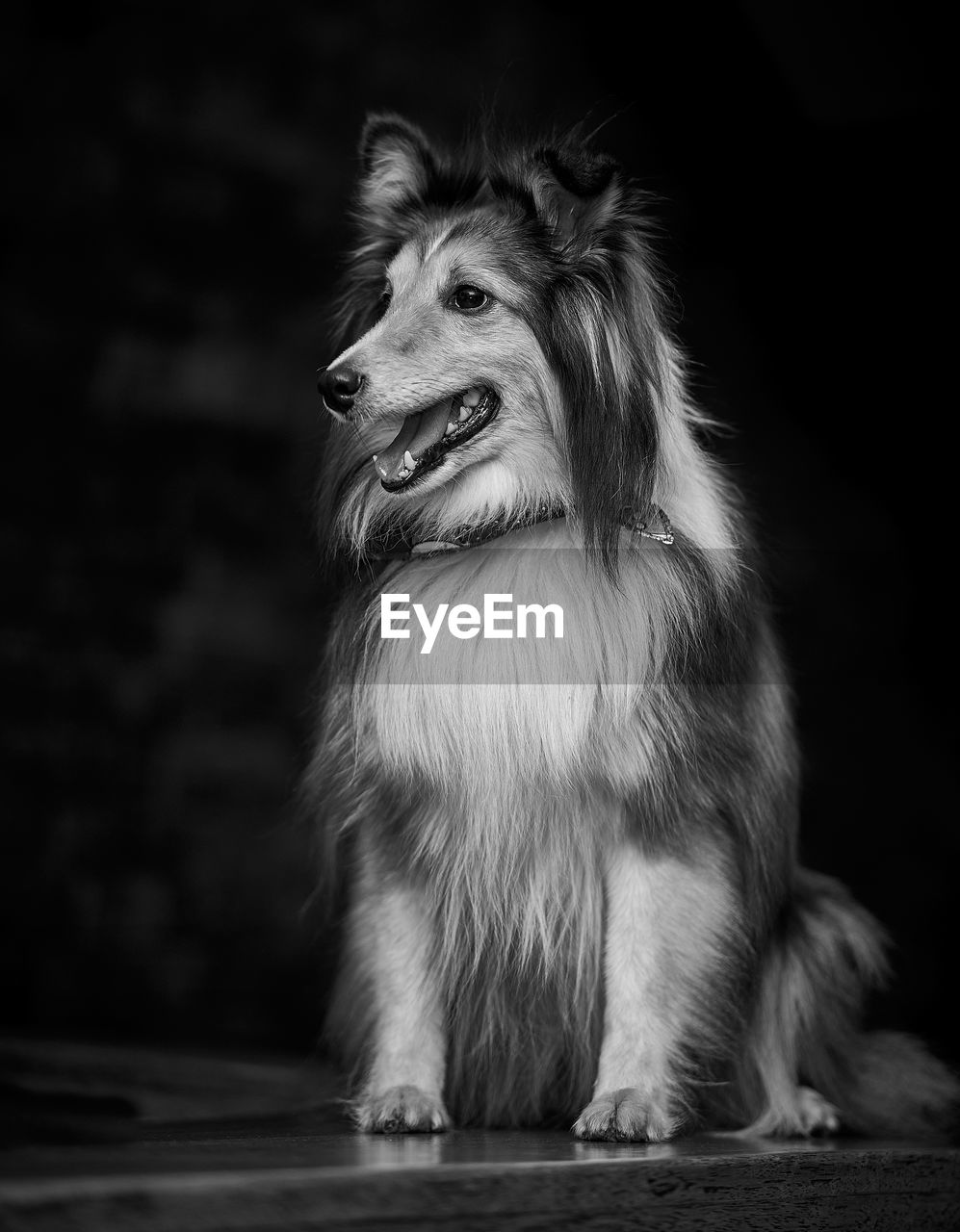 PORTRAIT OF A DOG LOOKING AWAY OUTDOORS