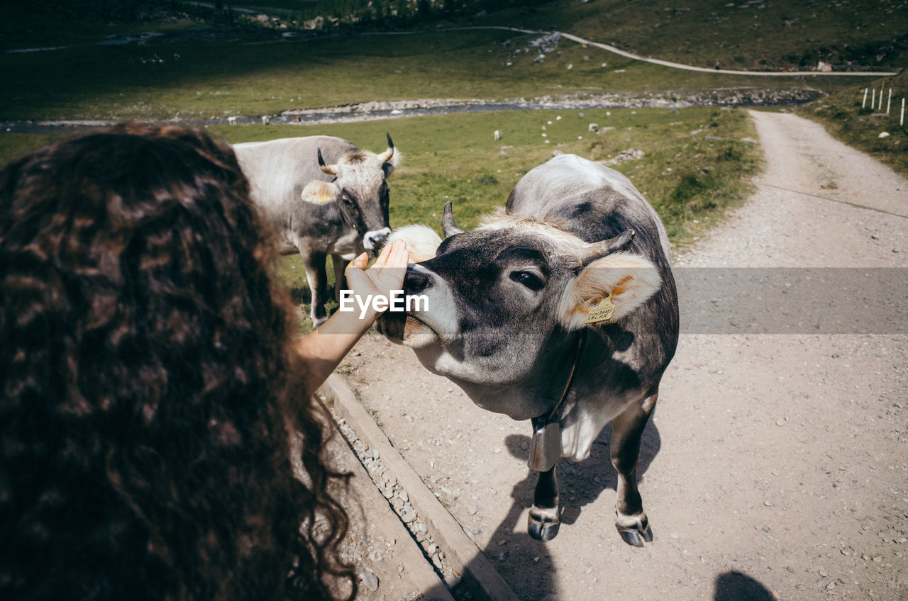 Cropped image of woman touching cow