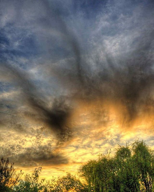 LOW ANGLE VIEW OF TREES AGAINST CLOUDY SKY