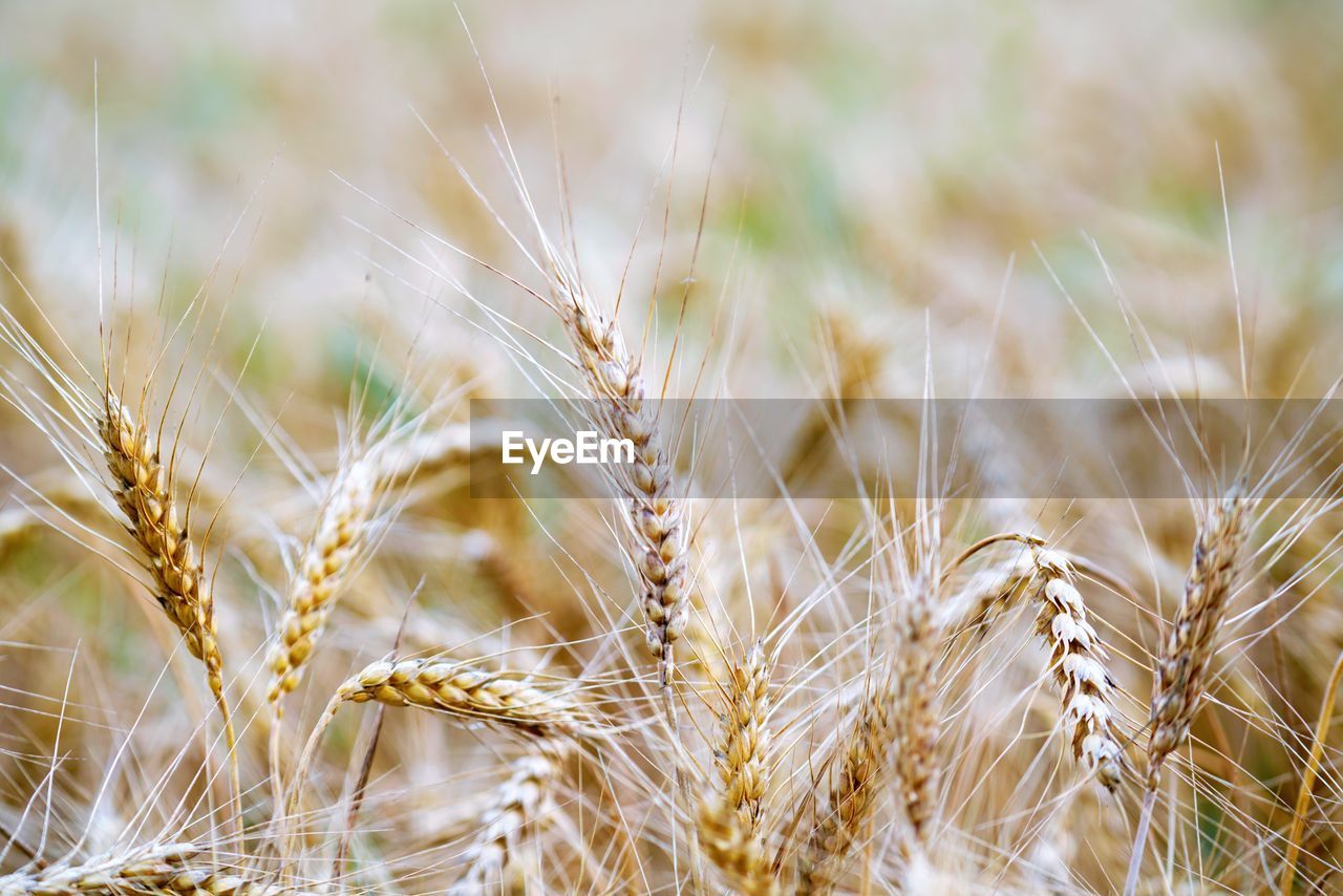 Textured close up view on wheat ears in high res