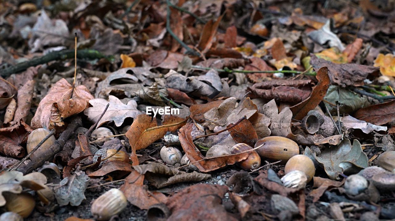 FULL FRAME SHOT OF DRIED LEAVES ON GROUND