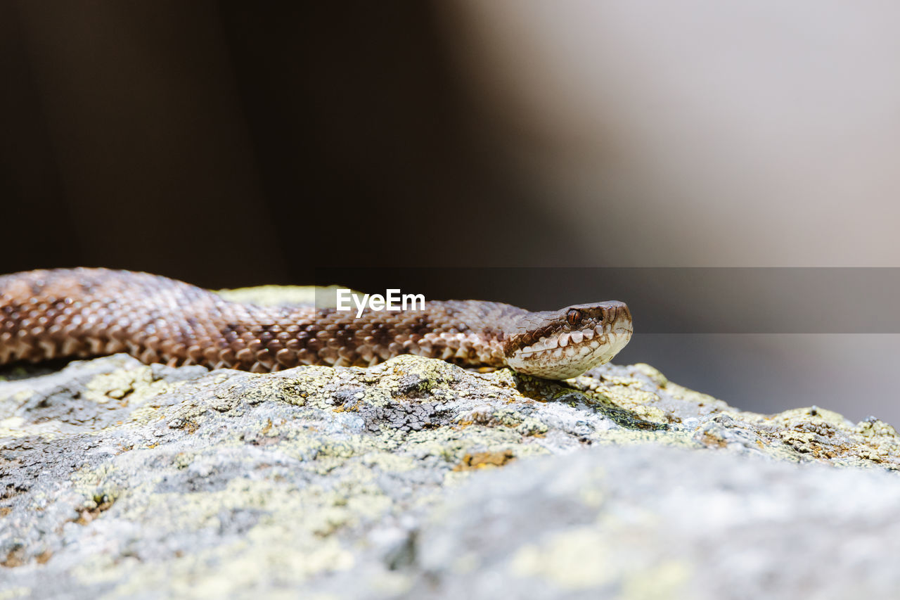 close-up of snake on rock