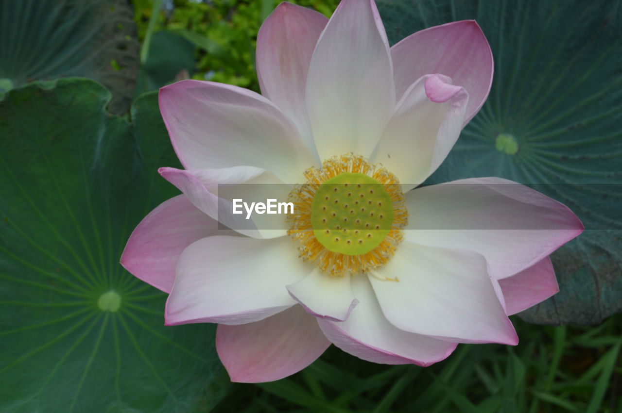 CLOSE-UP OF PINK LOTUS