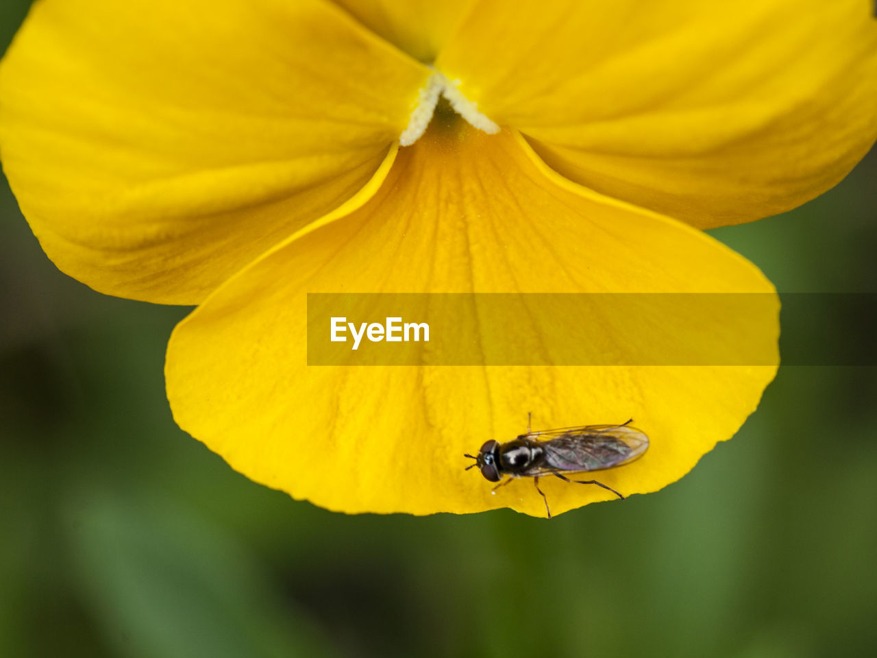 CLOSE-UP OF HONEY BEE POLLINATING YELLOW FLOWER