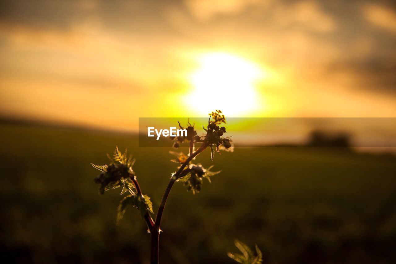 Close-up of plant against sky at sunset