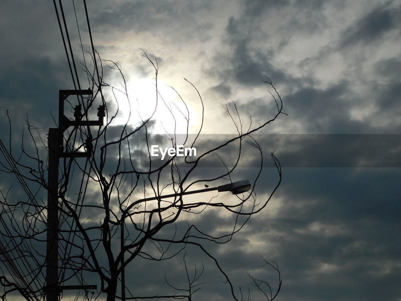 LOW ANGLE VIEW OF SILHOUETTE PLANT AGAINST SKY