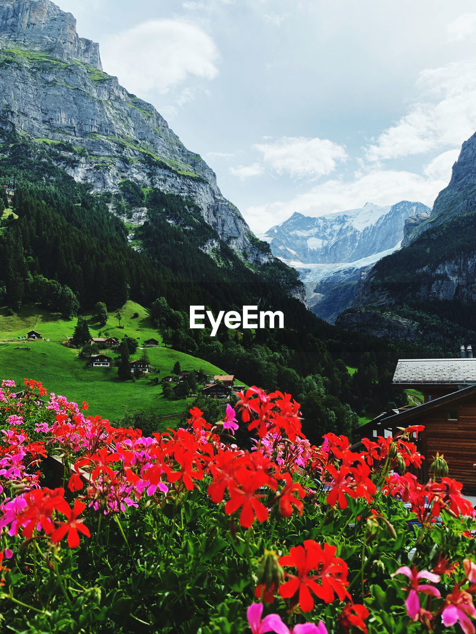 Scenic view of flowering plants and mountains against sky