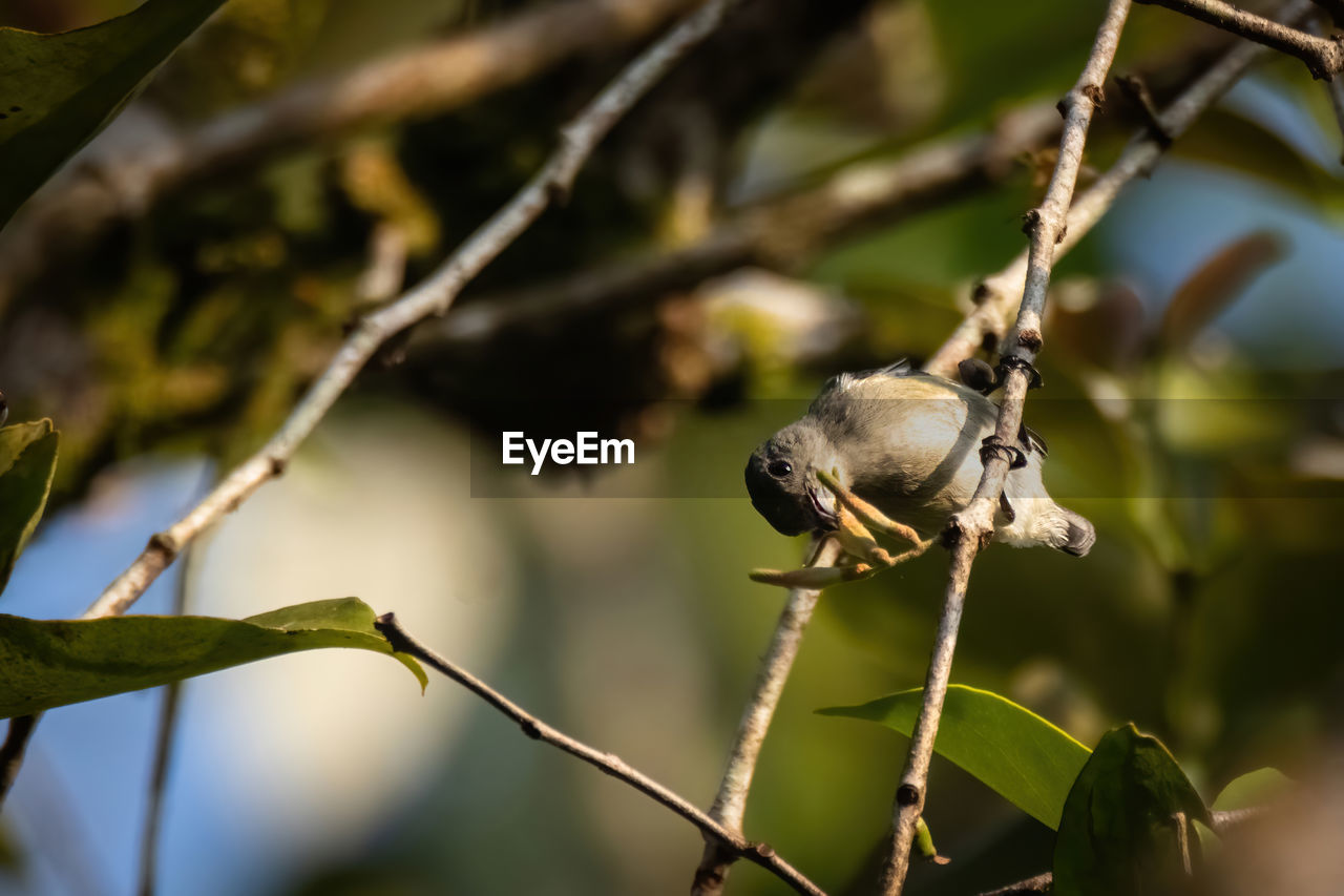 nature, branch, tree, animal, animal themes, wildlife, animal wildlife, plant, flower, leaf, green, one animal, macro photography, close-up, no people, bird, outdoors, focus on foreground, plant part, food, environment, day, forest, beauty in nature