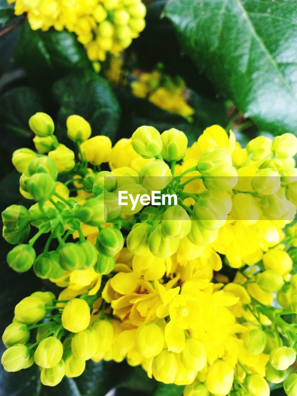 High angle view of yellow flowering plant in bloom