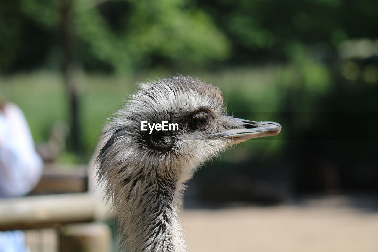 Close-up of a bird