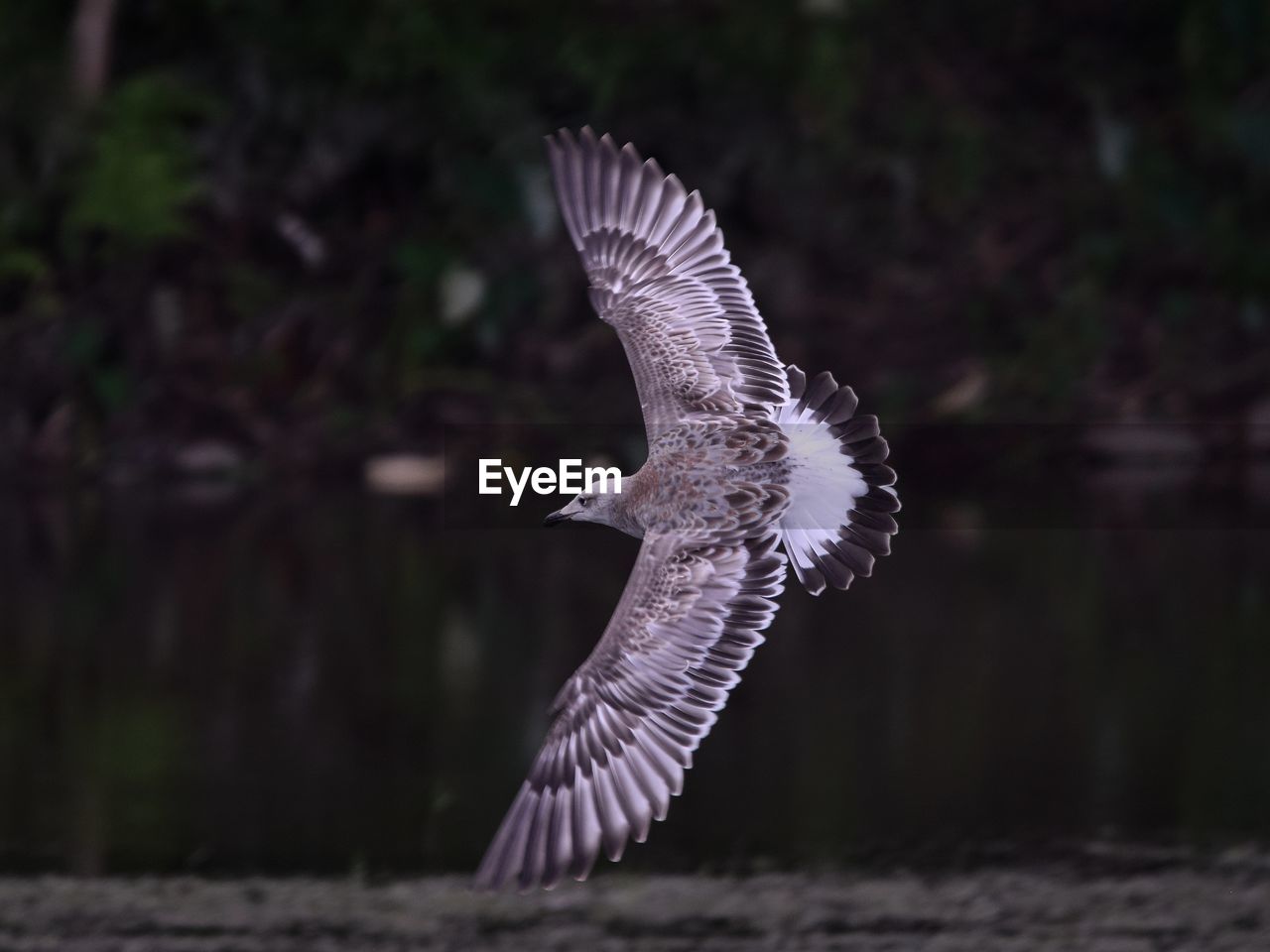 Bird flying against lake