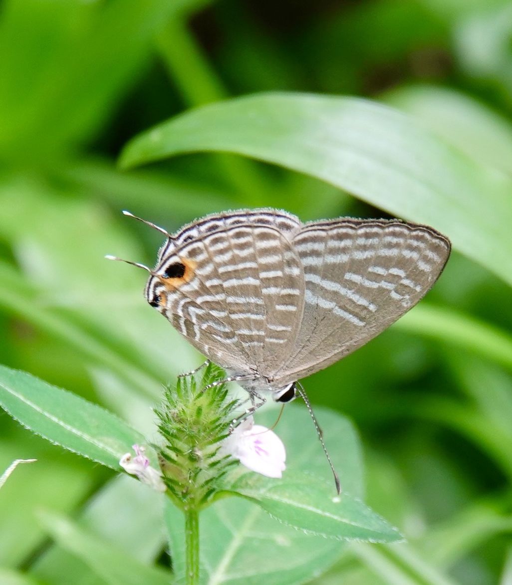 animal themes, animal, animal wildlife, insect, one animal, wildlife, beauty in nature, butterfly, animal wing, plant, plant part, moths and butterflies, leaf, flower, close-up, nature, animal body part, macro photography, perching, no people, flowering plant, environment, fragility, green, focus on foreground, macro, outdoors, summer, full length, freshness, side view, eating, feeding, selective focus, food