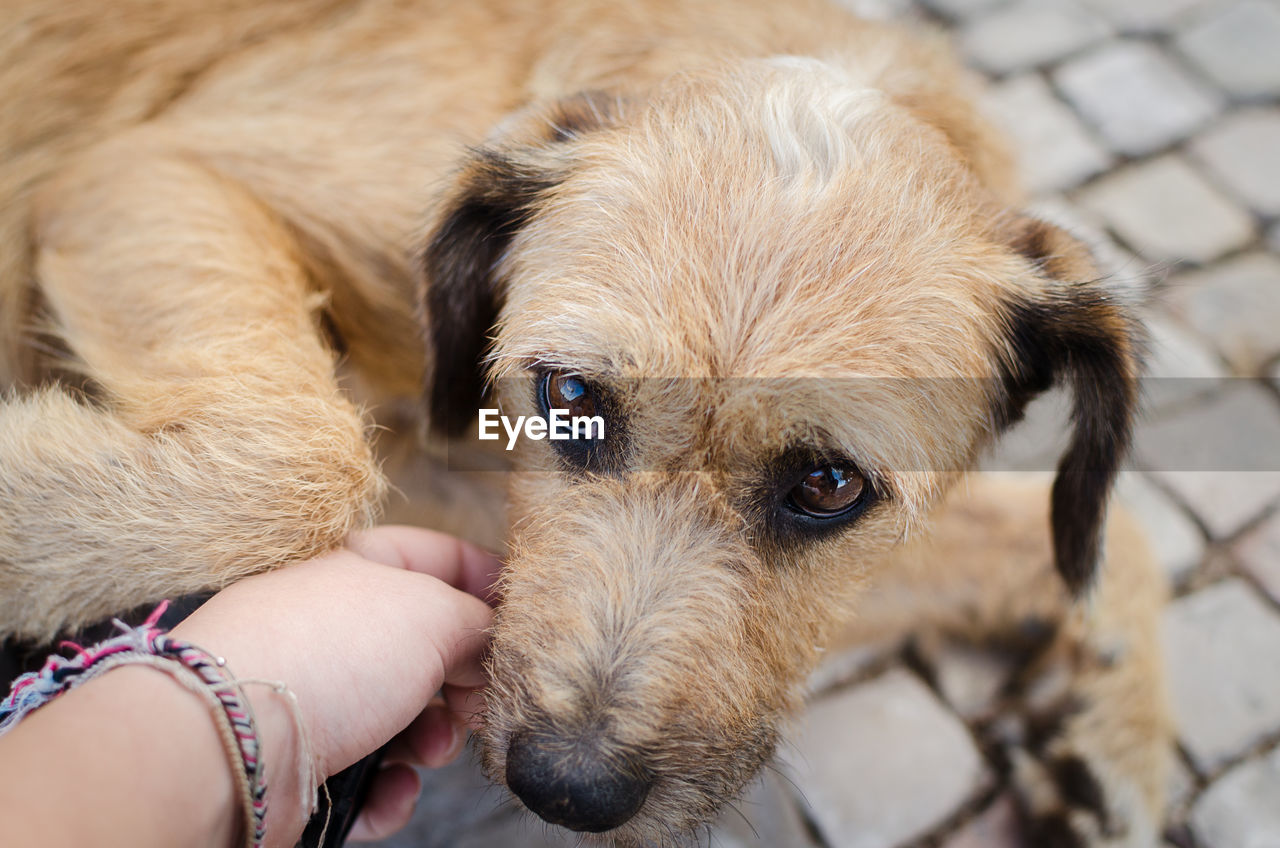 Close-up of hand touching puppy